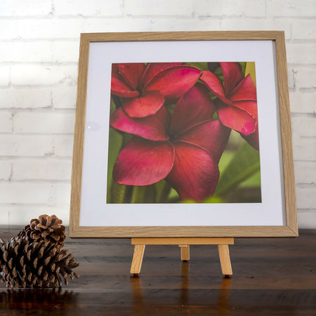 Square Framed Photographic Artwork Prints - Frangipani, African Daisy