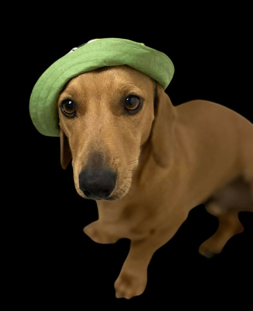 green daisy dog hat 