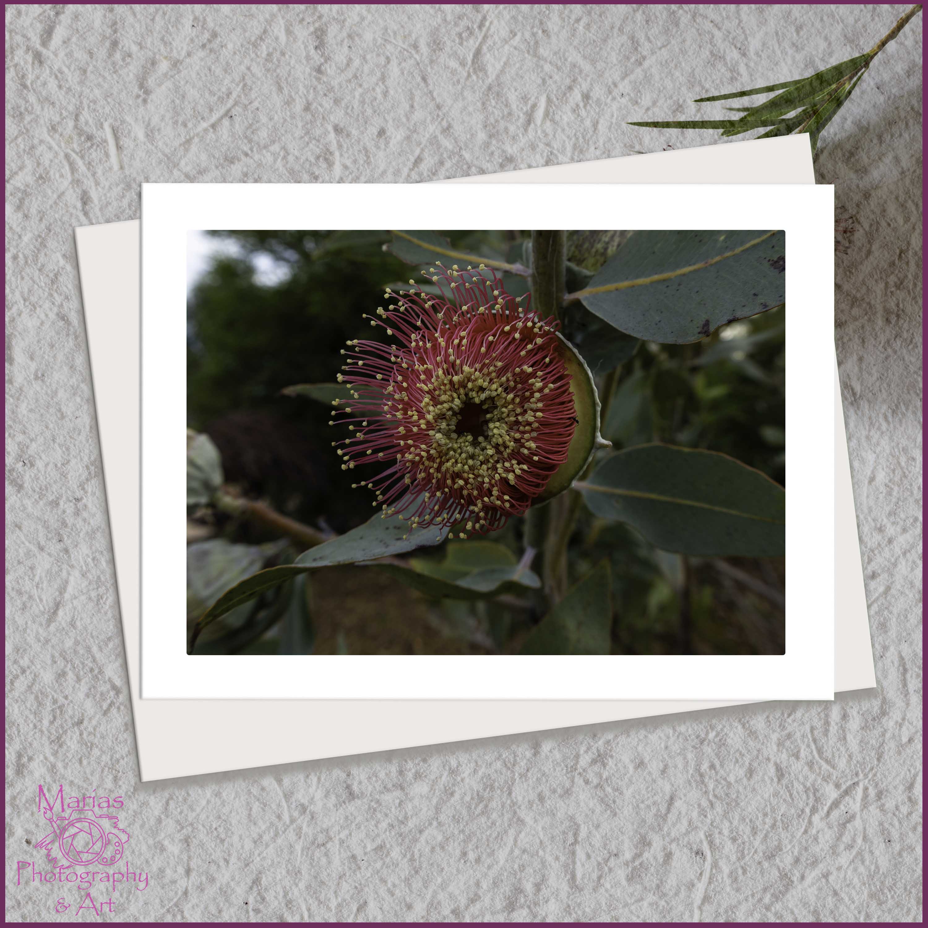 Blank Greeting card | Native Beauty