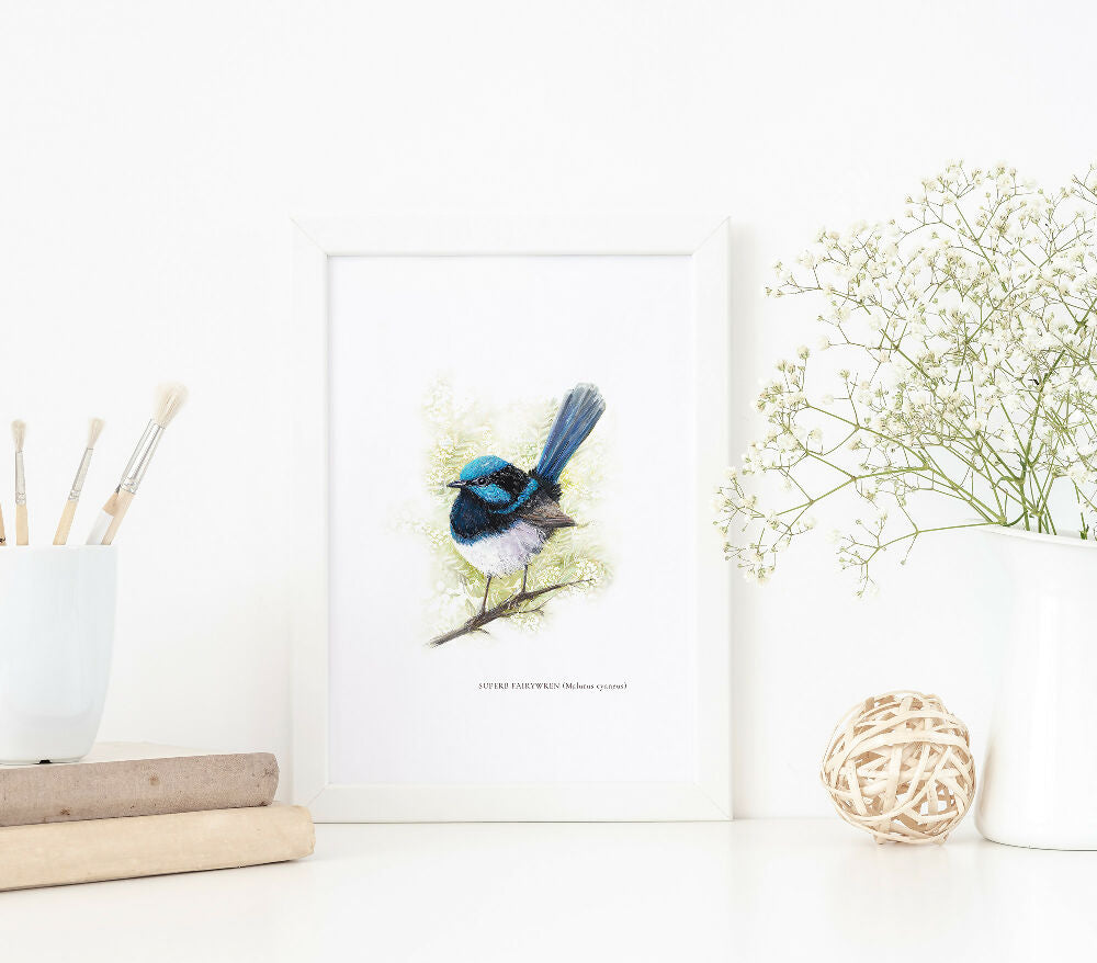 Superb Fairywren (Malurus cyaneus) Art Print by Kathleen Quinert at Ark Hill Studio in South Gippsland