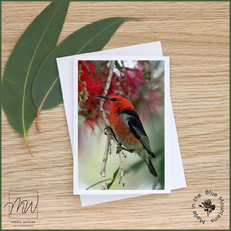 Blank Greeting Card - Male Scarlet Honeyeater