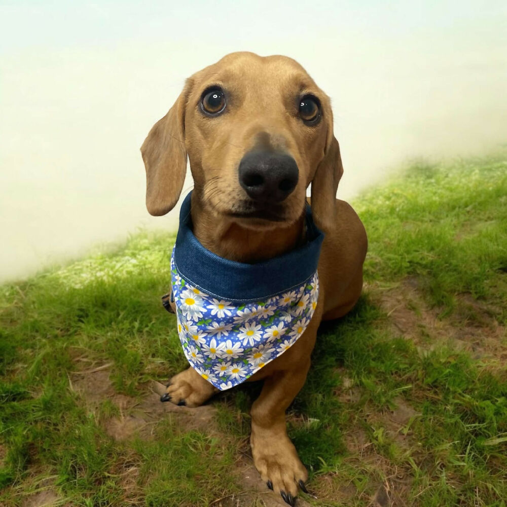 blue daisy bandanna 3