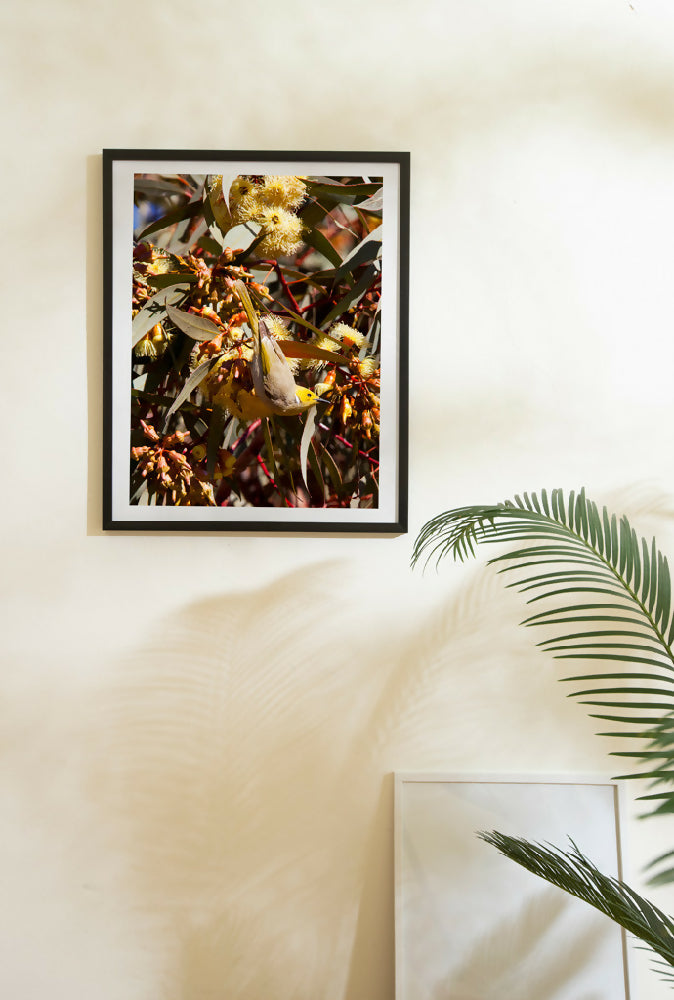 HONEYEATER-photo-frame-wall-plant-1024x690-WEB