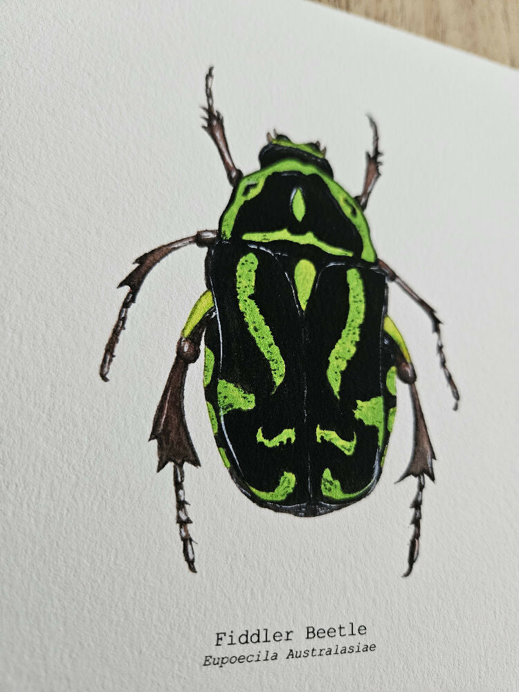 the fauna series - fiddler beetle