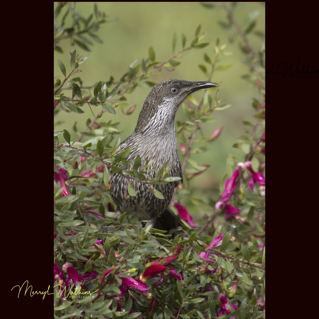 Blank Greeting Card - Little Wattlebird in an Emu Bush Photo