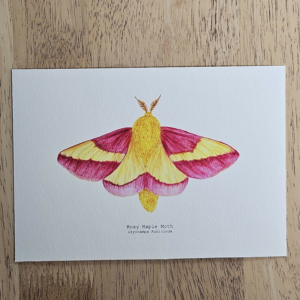 art print - the fauna series - rosy maple moth