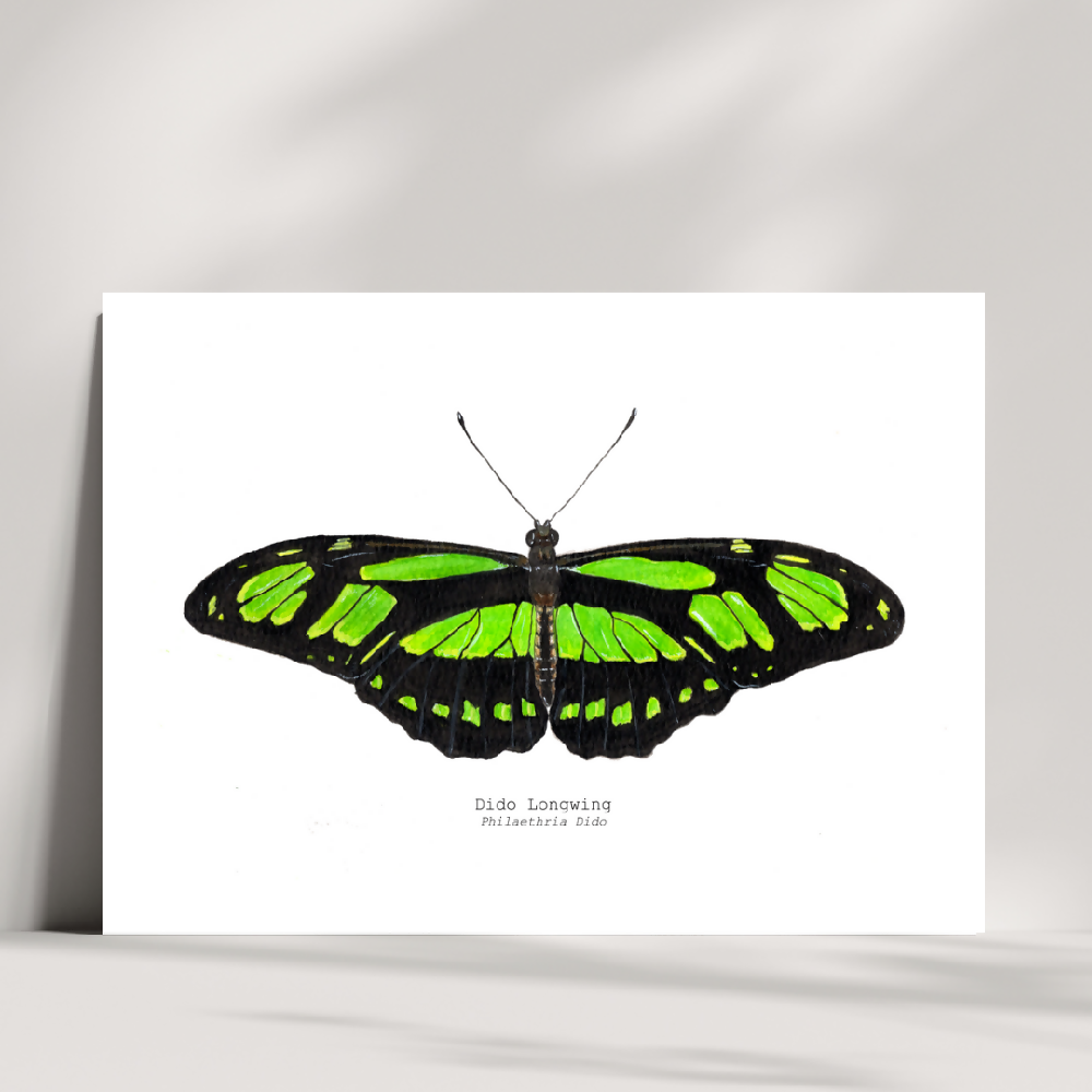 art print - the fauna series - dido longwing butterfly