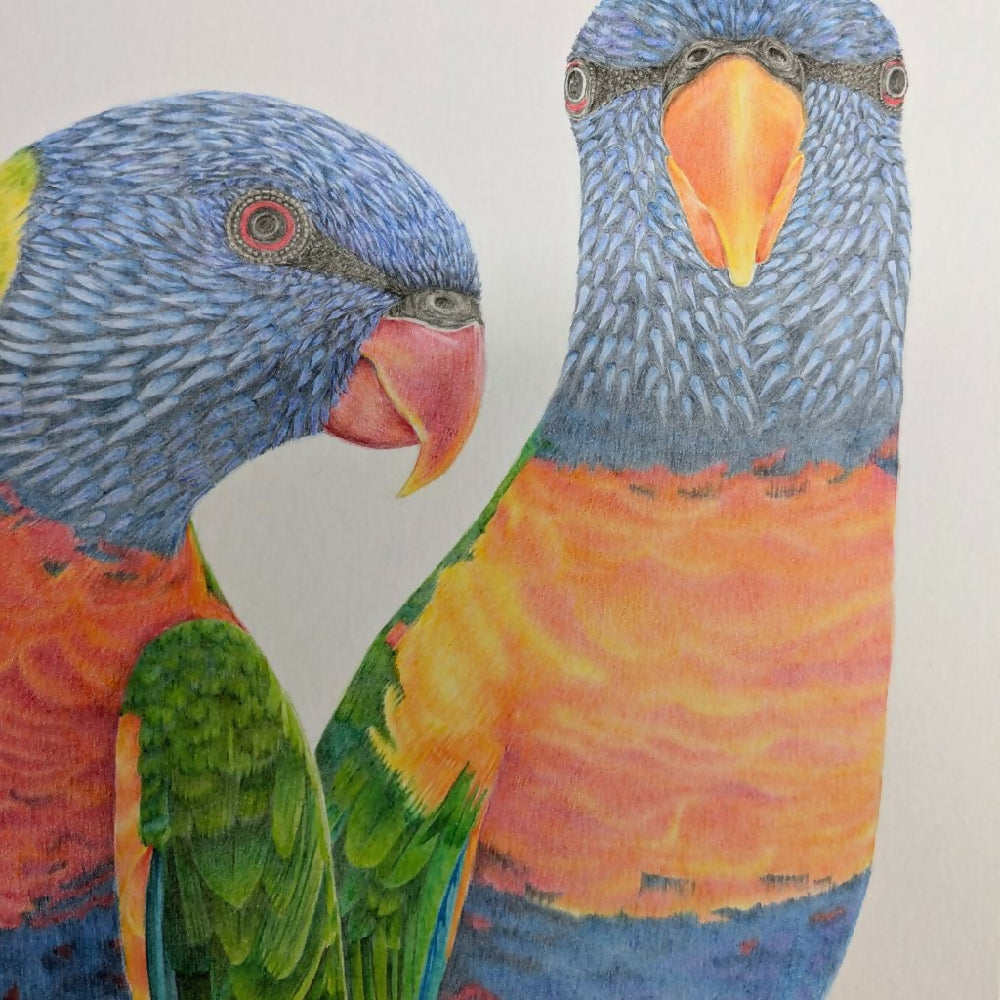 rainbowlorikeetsoriginalcloseup