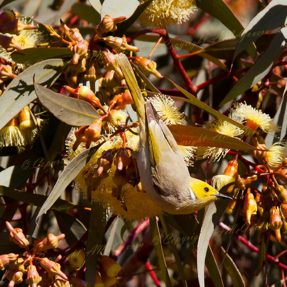 Honeyeater-1024x1024-Watermark-WEB