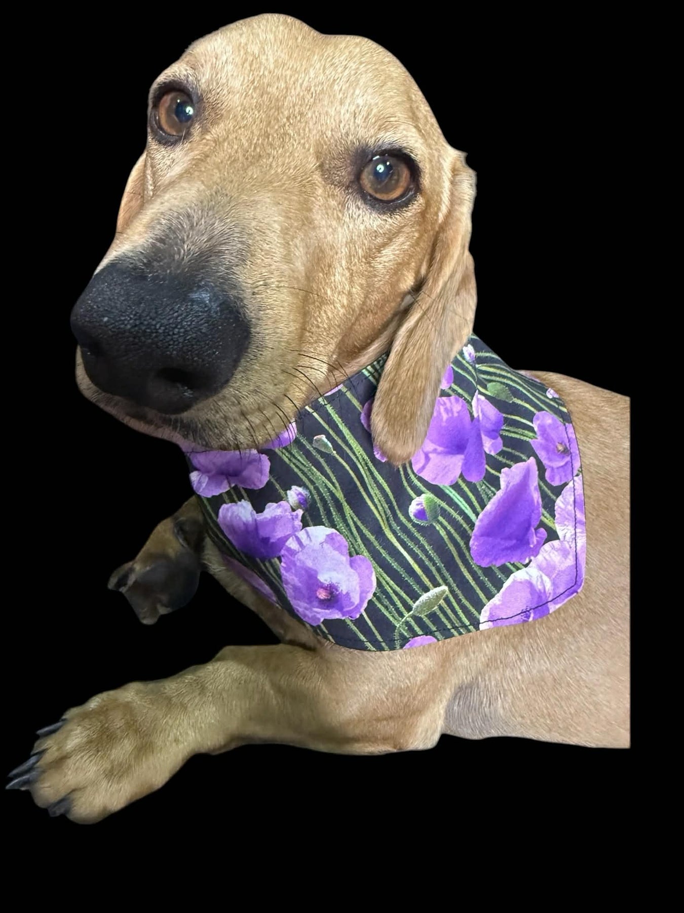 Purple Poppy Pet Bandana for ANZAC Day  Honour. Animals of War, service dog