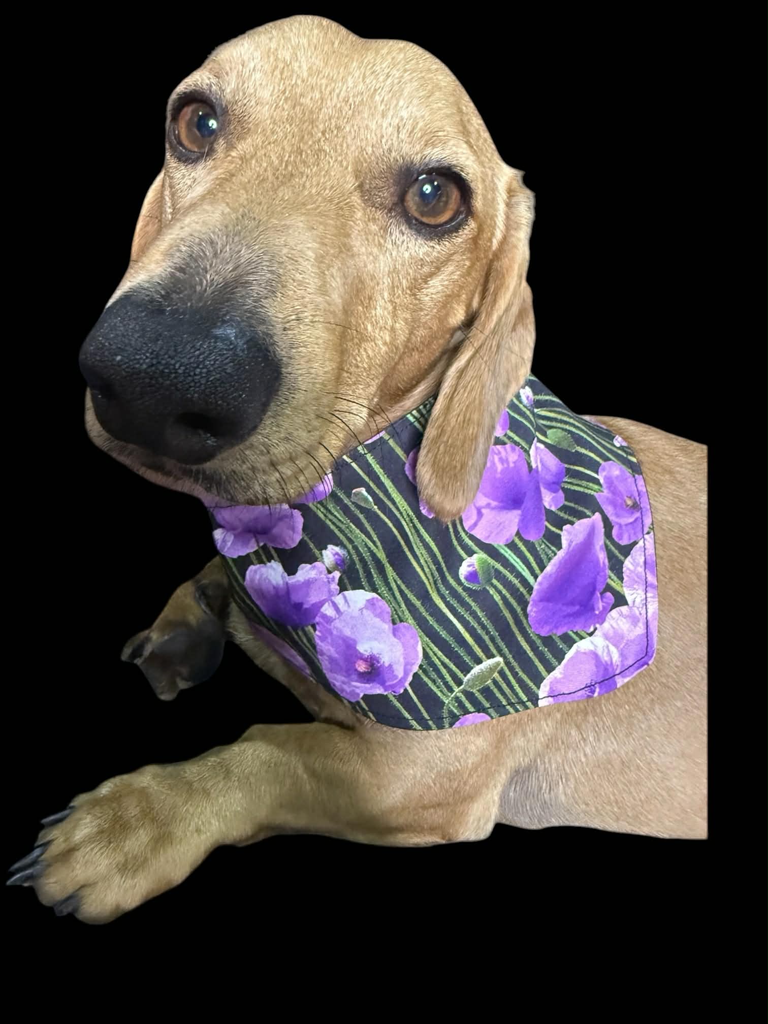 Purple Poppy Pet Bandana for ANZAC Day  Honour. Animals of War, service dog
