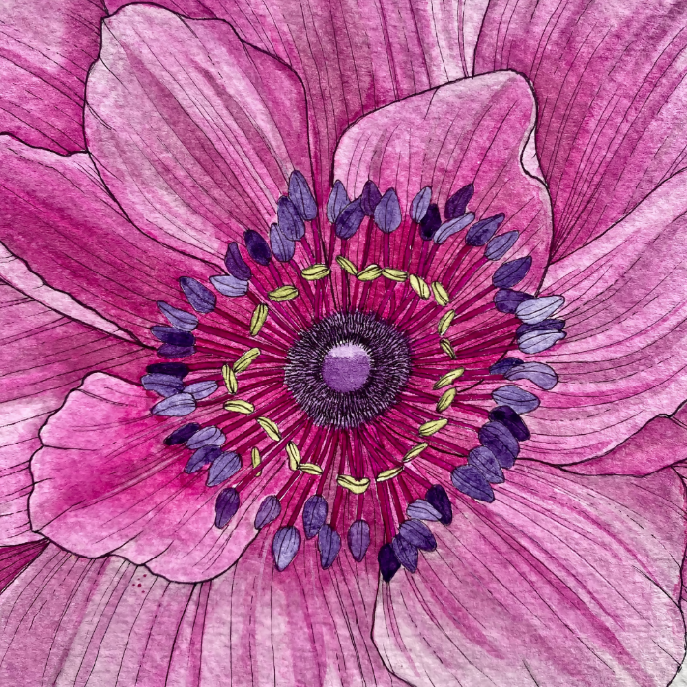Product Images - Original Pink Poppy 1