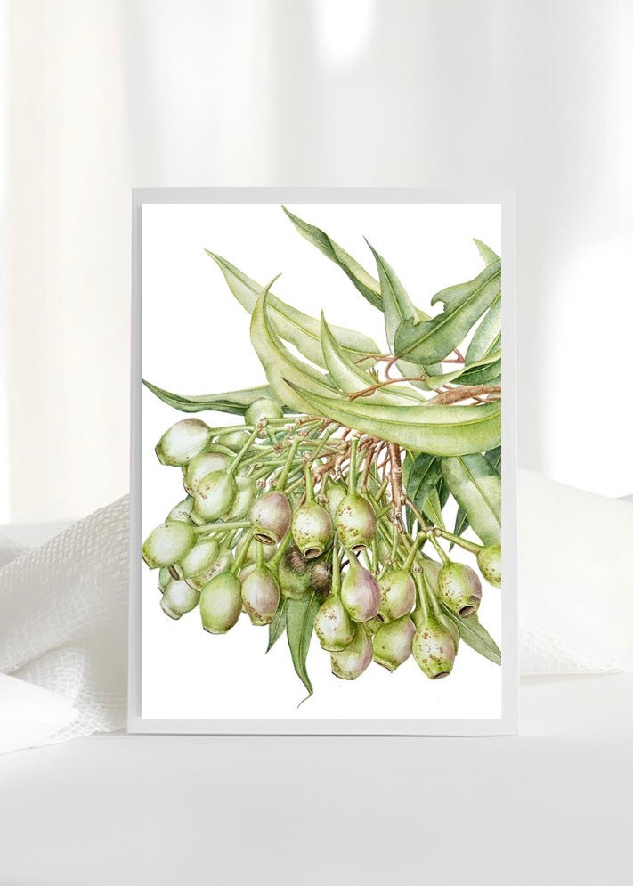 Flowering Gum Card (Corymbia ficifolia)/Gum nuts - Premium Botanical Print