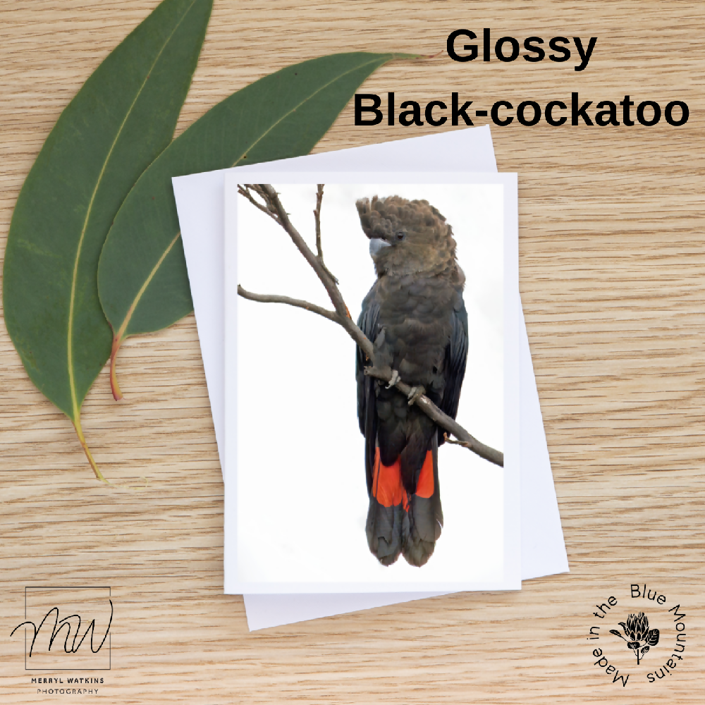 Female Glossy Black-Cockatoo 1024x1024 (20)