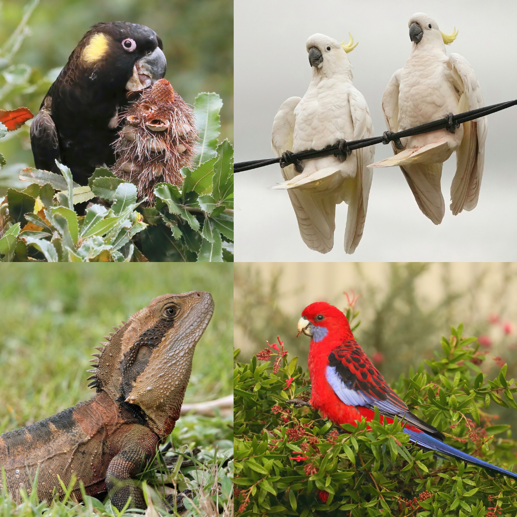 A Wander on the Wild Side - Conversations with Blue Mountains Wildlife