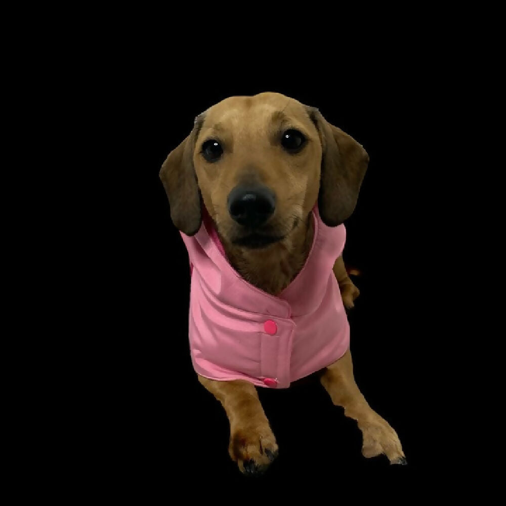 cream raincoat doxie 2