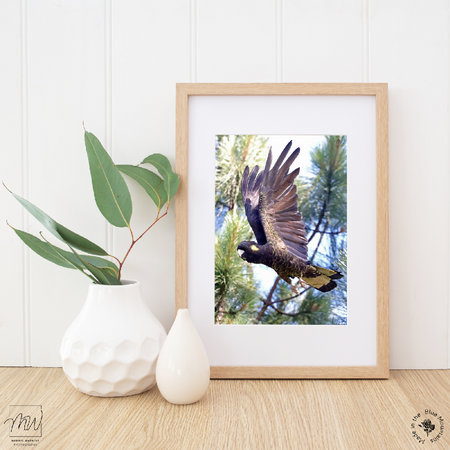 A4 Print - Female Yellow-tailed Black-Cockatoo in Flight - Photo