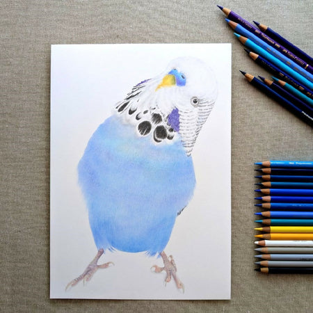 Hand drawn portrait of your pet bird(s) in coloured pencil.