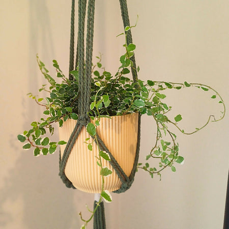 Macrame Plant Holder - Olive Green