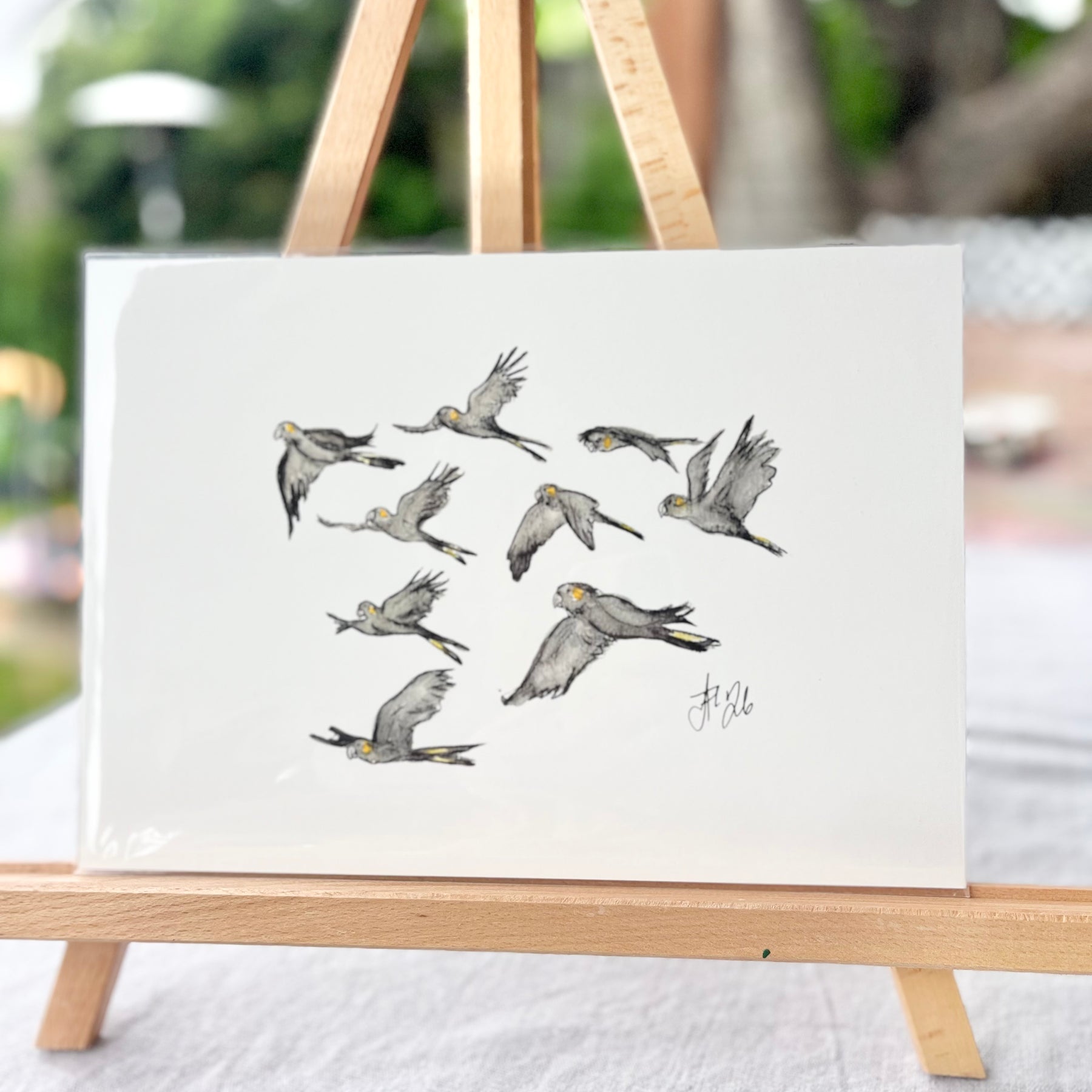 Herald | Yellow-tailed Black Cockatoo | Australian Native Birds Illustration | A4 Print