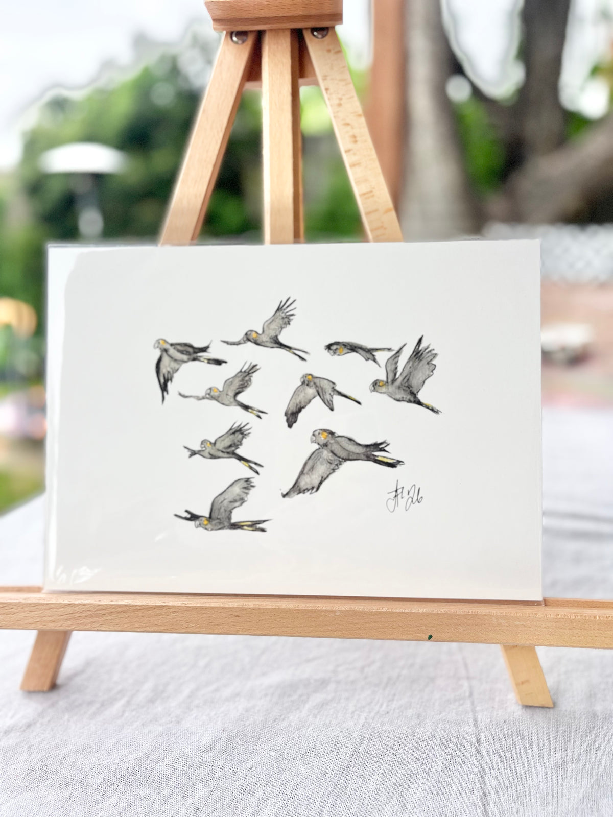 Herald | Yellow-tailed Black Cockatoo | Australian Native Birds Illustration | A4 Print
