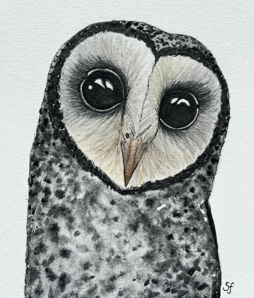 Little sooty owl frame