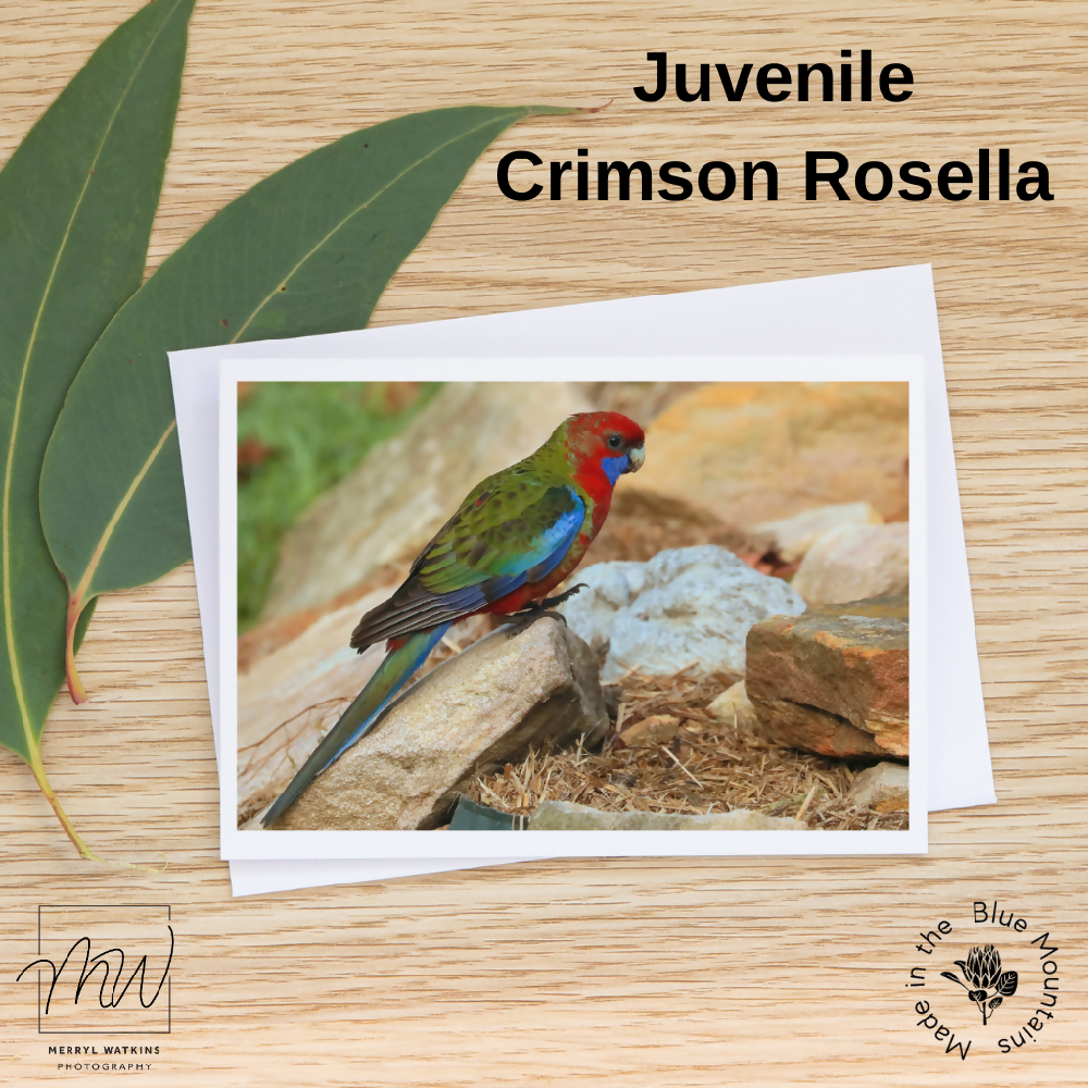 Juvenile Crimson Rosella in a garden - Photographic Card