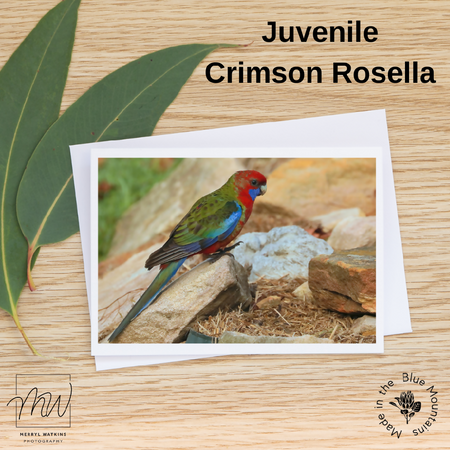 Juvenile Crimson Rosella in a garden - Photographic Card