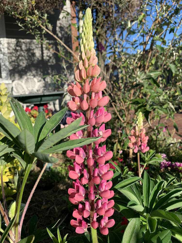 Lupins Carnival Seeds