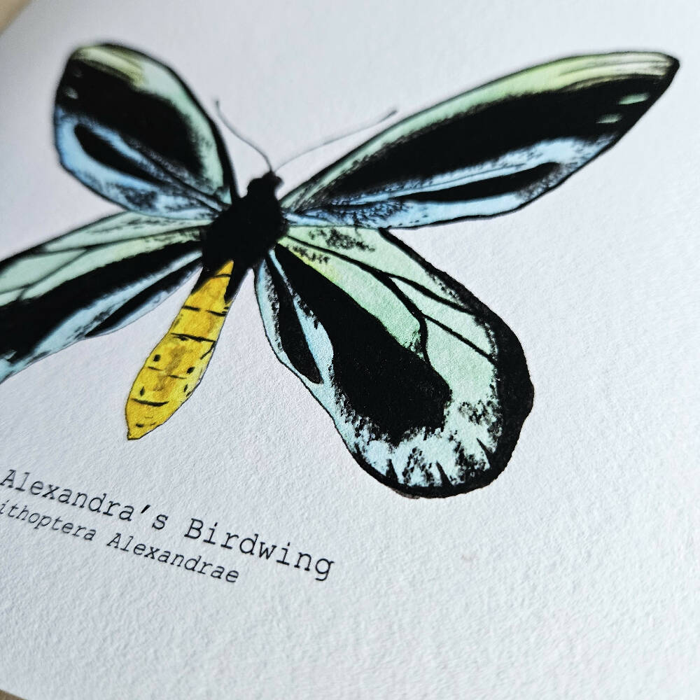 the fauna series - queen alexandras birdwing butterfly