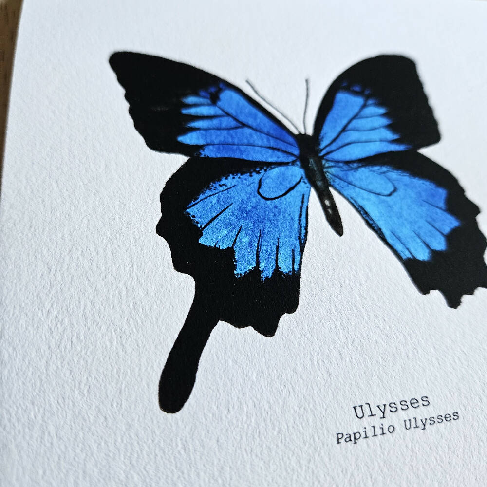 the fauna series - ulysses butterfly
