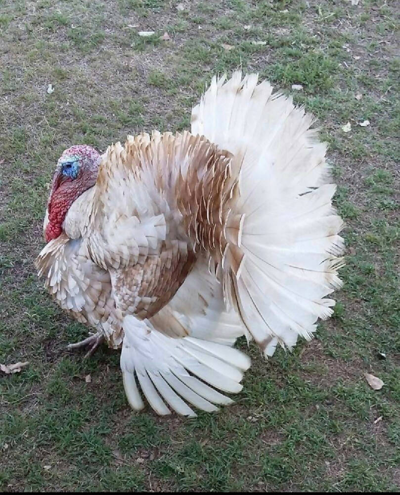 The Turkey That Loved the Radio