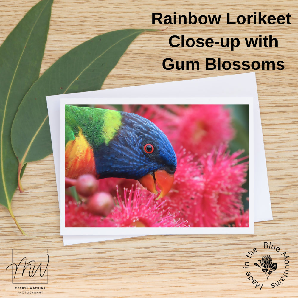 Greeting Card - Blank - Rainbow Lorikeet Close-up with Gum Blossoms - Photo