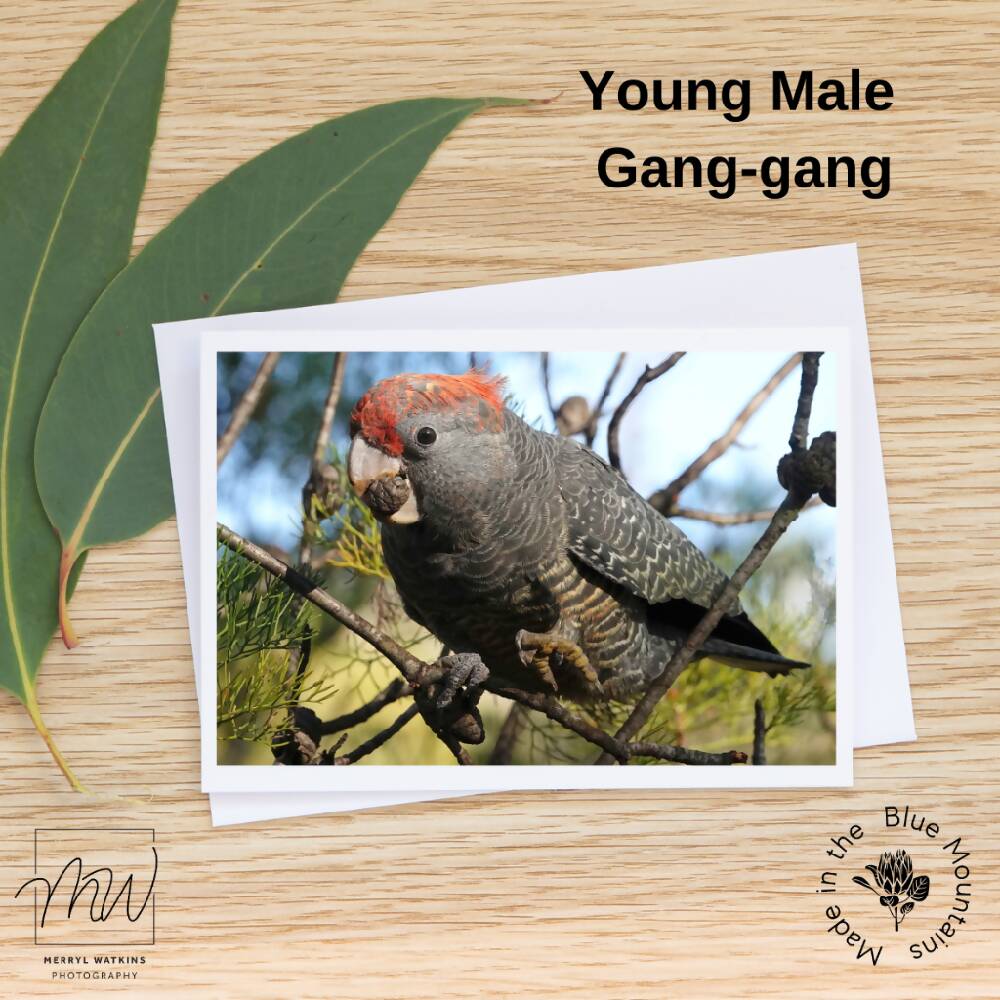 Blank Greeting Cards Set - Endangered Birds Fundraiser BirdLife Australia
