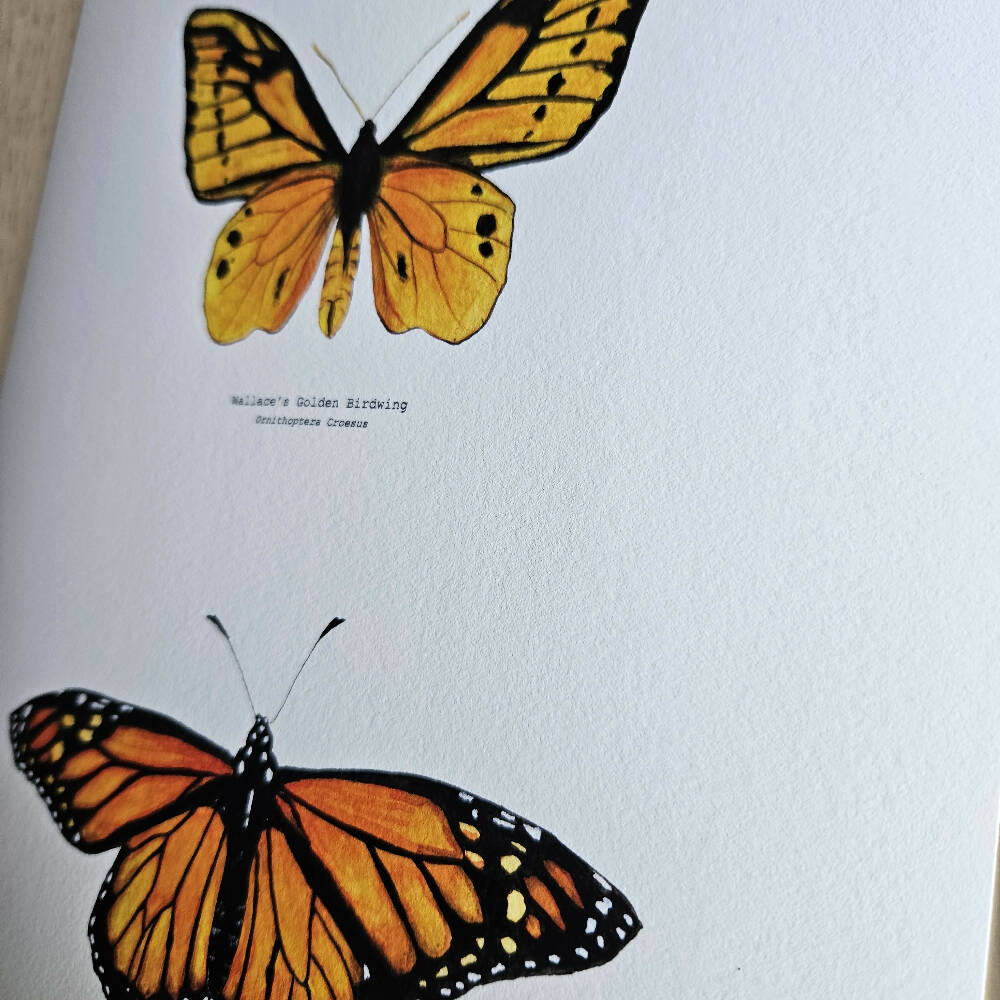 the fauna series - warm hues butterfly duo