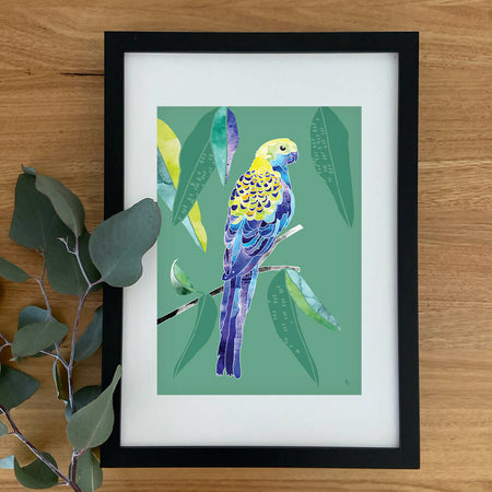 Pale Headed Rosella A3 Solid Black Framed