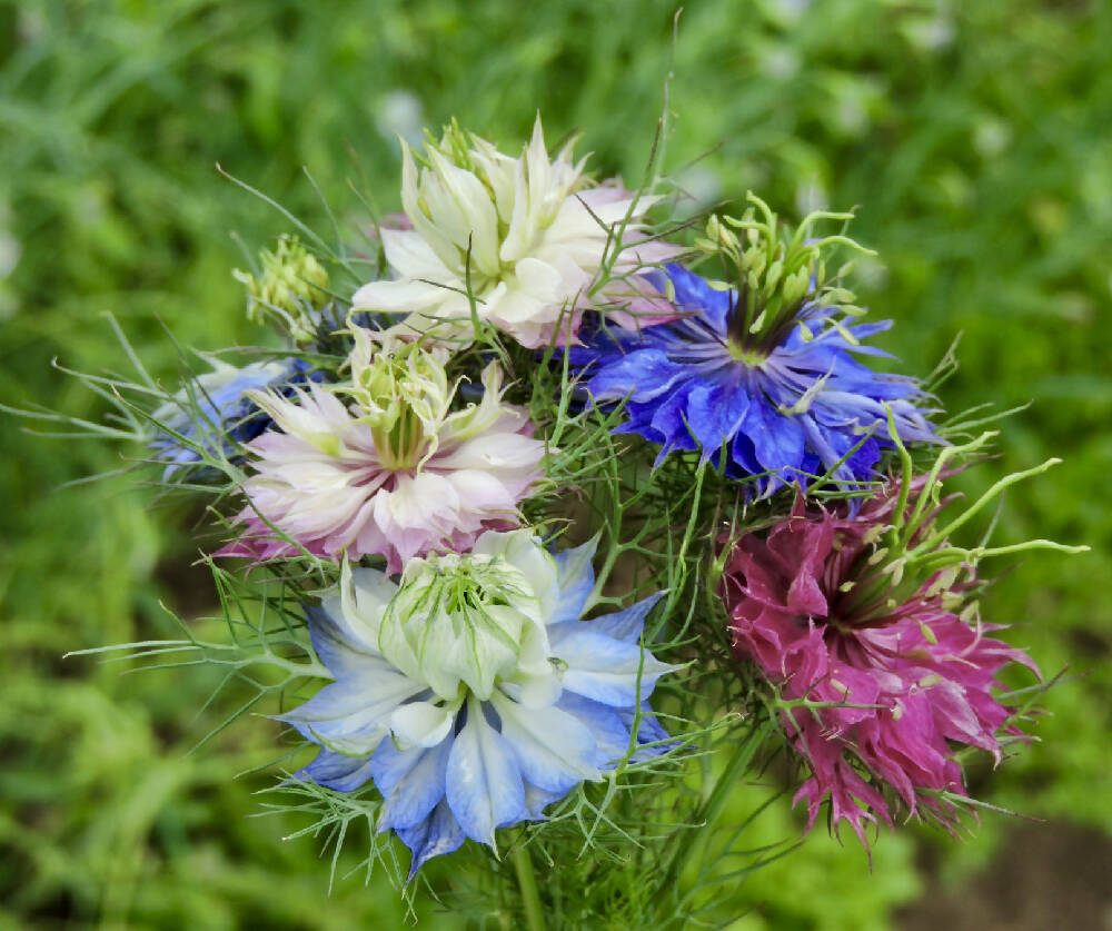 Love in a Mist Seeds