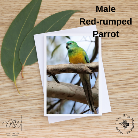 Blank Greeting Card - Male Red-rumped Parrot photo