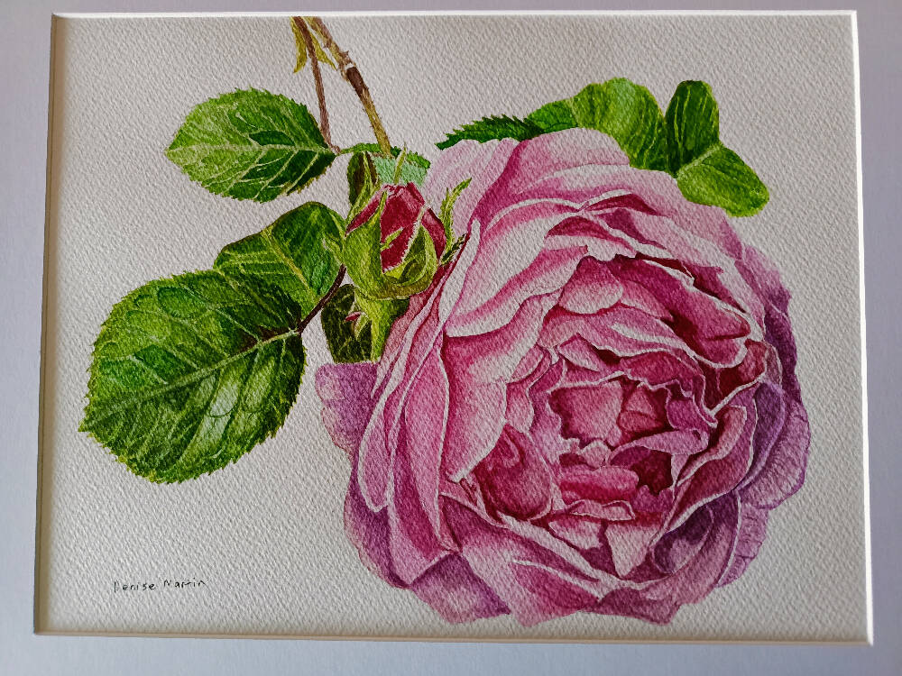 Pink Rose - original watercolour botanical painting of a full blown pink rose