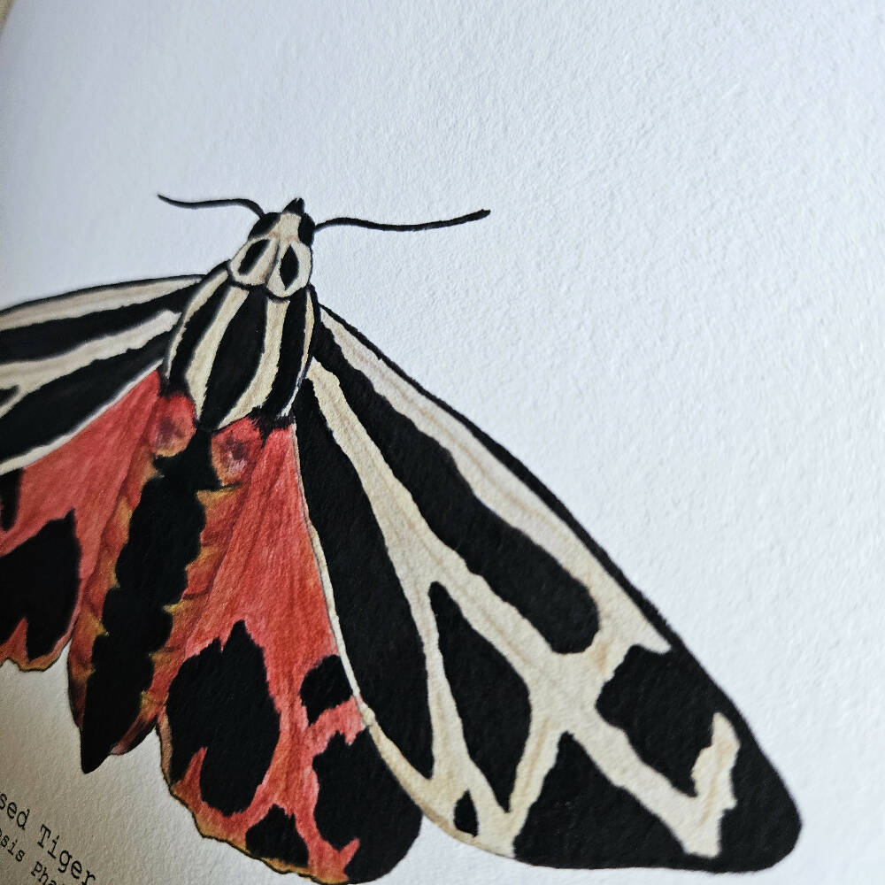 the fauna series - harnessed tiger moth