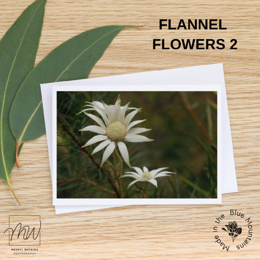 Blank Greeting Card - Flannel Flowers #2 Photos