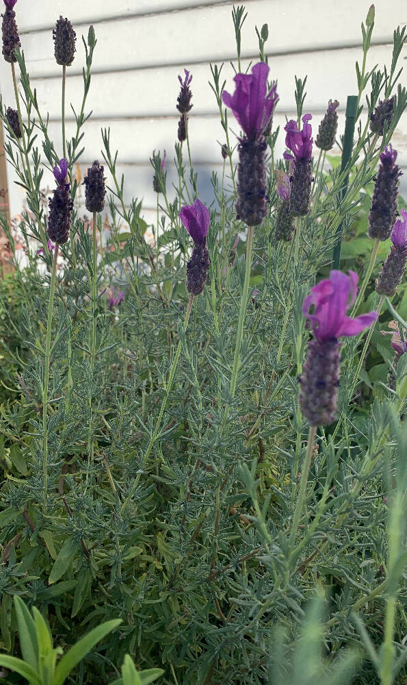 Lavender Munster Seeds