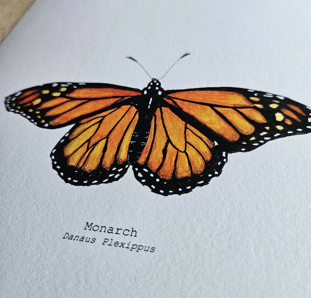 the fauna series - monarch butterfly