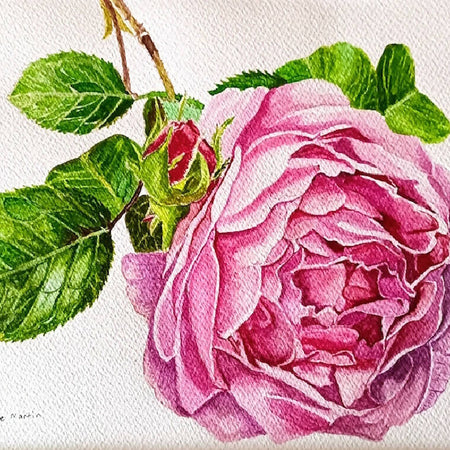 Pink Rose - original watercolour botanical painting of a full blown pink rose