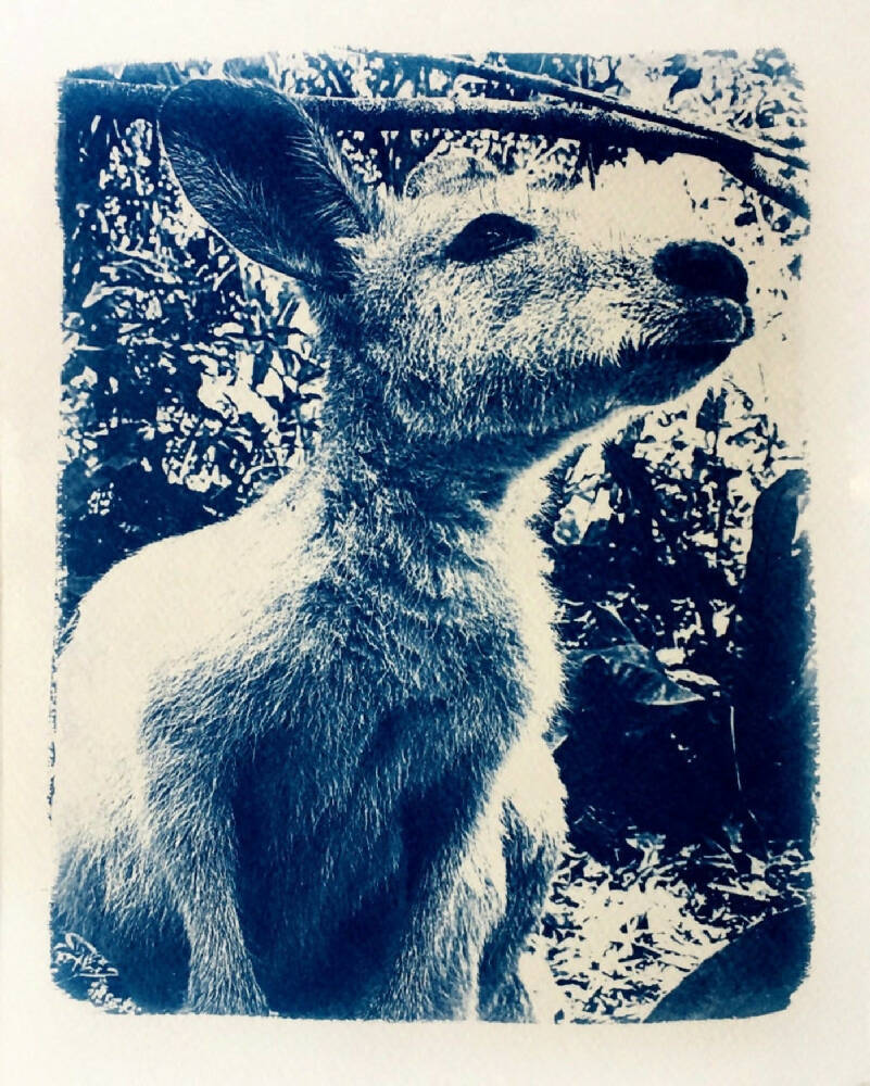 Kangaroo Art Print, Original Cyanotype, 8x10 inches, Wallaby Picture