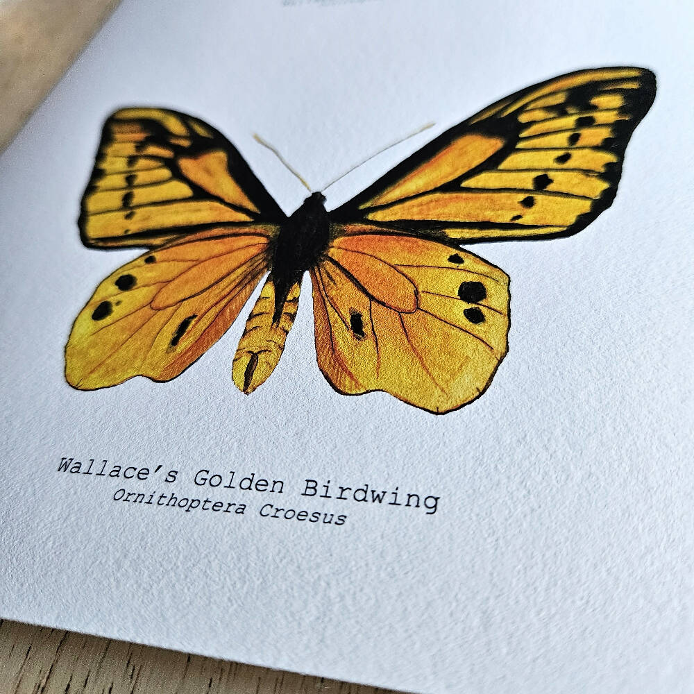 the fauna series - wallaces golden birdwing butterfly