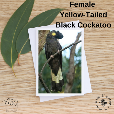 Blank Greeting Card Female Yellow-Tailed Black Cockatoo - Photo