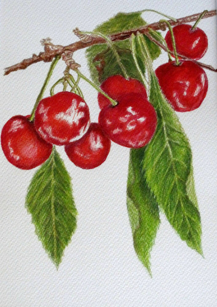 Cherries Ripe - original watercolour and coloured pencil painting