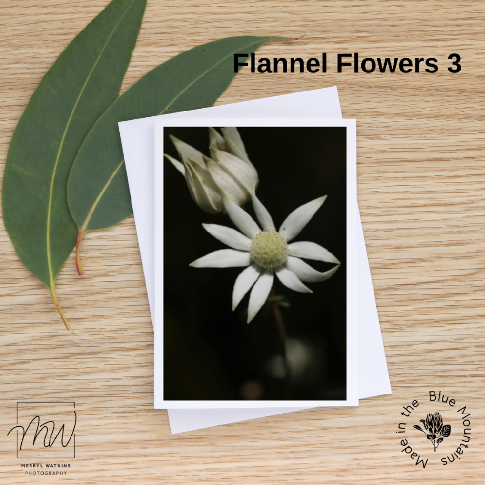 Blank Greeting Card - Flannel Flowers Photos