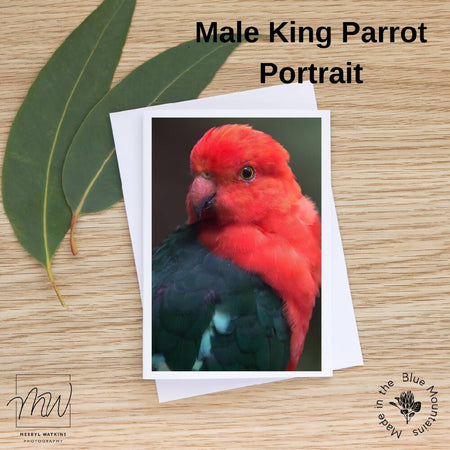 Blank Greeting Card - Male King Parrot Portrait
